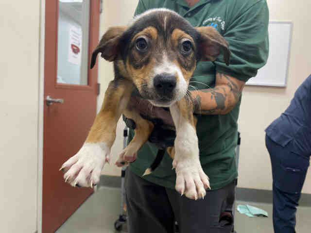 Shelter Stray Male Dog last seen , 5821 Sweetwater Rd, Bonita, CA 91902, USA