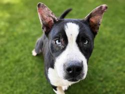 Shelter Stray Female Dog last seen WILLOW RD, 5821 Sweetwater Rd, Bonita, CA 91902, USA
