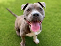 Shelter Stray Male Dog last seen RIVER ST, 5821 Sweetwater Rd, Bonita, CA 91902, USA