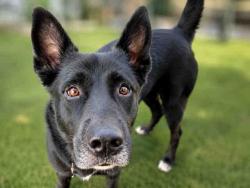 Shelter Stray Female Dog last seen CENTRAL AVE, 5821 Sweetwater Rd, Bonita, CA 91902, USA