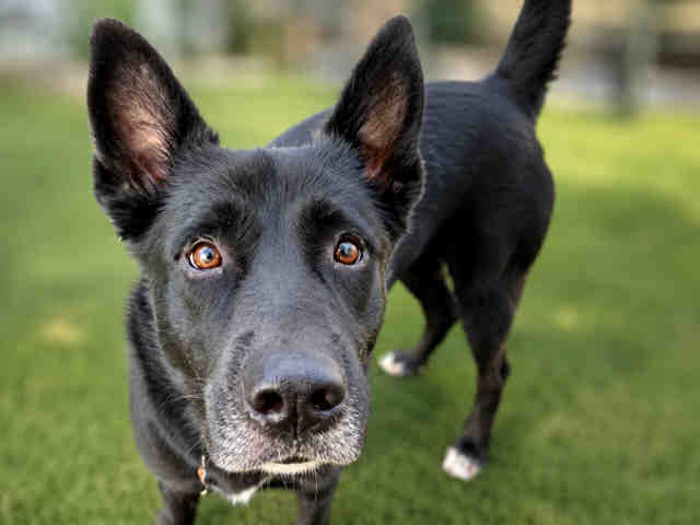 Shelter Stray Female Dog last seen CENTRAL AVE, 5821 Sweetwater Rd, Bonita, CA 91902, USA