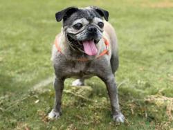 Shelter Stray Female Dog last seen , 5821 Sweetwater Rd, Bonita, CA 91902, USA