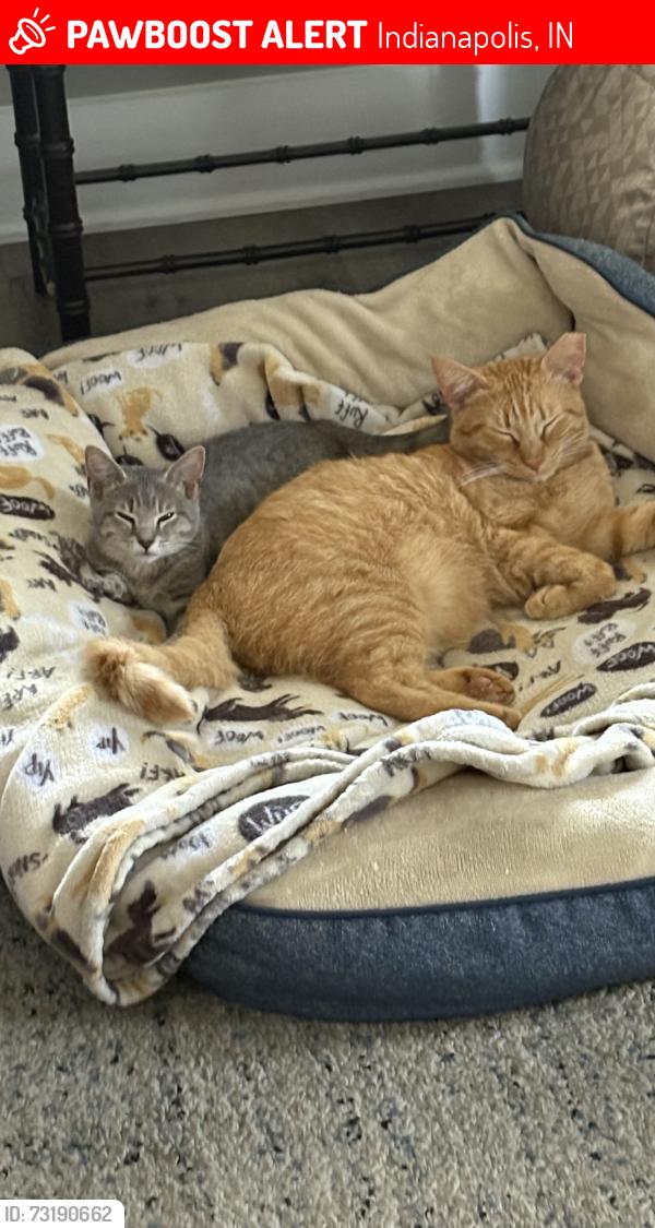 Lost Male Cat last seen 103/Pennsylvania, Indianapolis, IN 46280