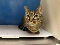 Shelter Stray Female Cat last seen , 5821 Sweetwater Rd, Bonita, CA 91902, USA