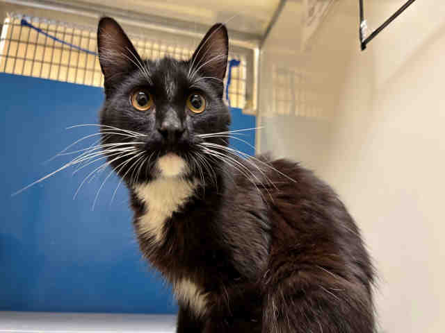 Shelter Stray Male Cat last seen , 5821 Sweetwater Rd, Bonita, CA 91902, USA
