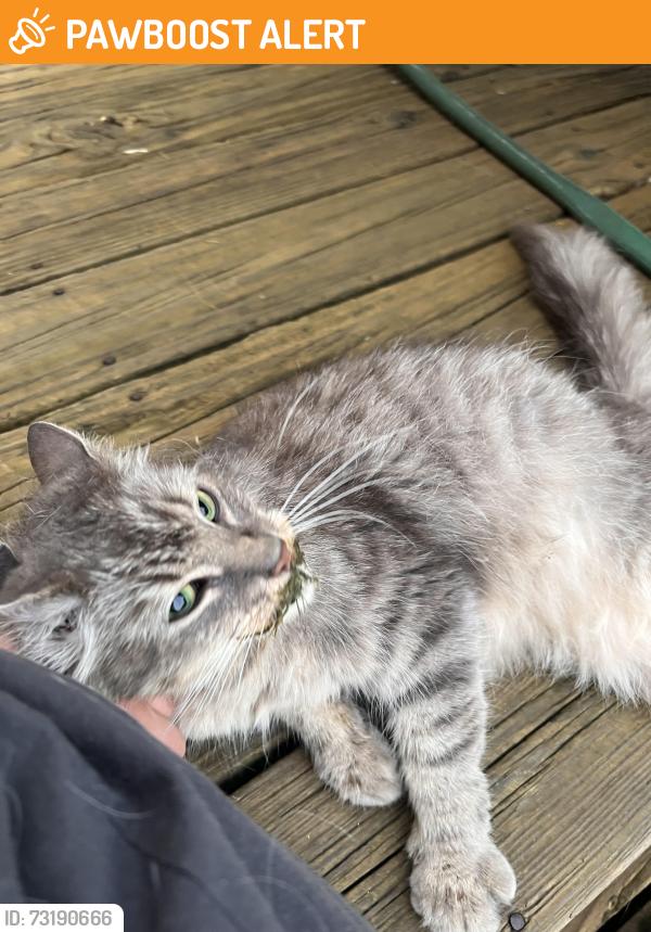 Found/Stray Female Cat last seen Columbia Aveanue, West Hempfield Township, PA 17512