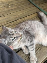 Found/Stray Female Cat last seen Columbia Aveanue, West Hempfield Township, PA 17512
