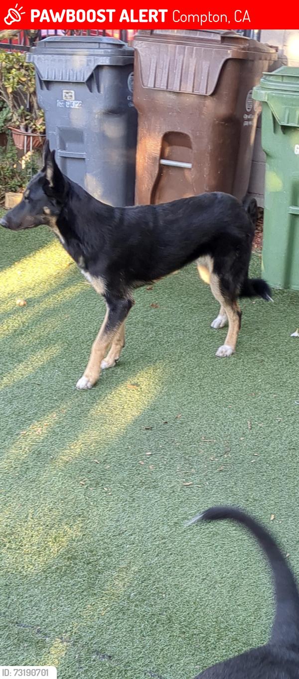 Lost Female Dog last seen Wilmington ave. Popular st., Compton, CA 90220