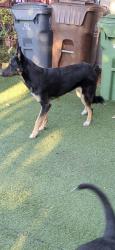 Lost Female Dog last seen Wilmington ave. Popular st., Compton, CA 90220