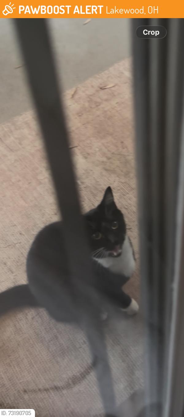 Found/Stray Unknown Cat last seen Lakewood and East 3rd Ave, Lakewood, OH 44107