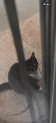 Found/Stray Unknown Cat last seen Lakewood and East 3rd Ave, Lakewood, OH 44107
