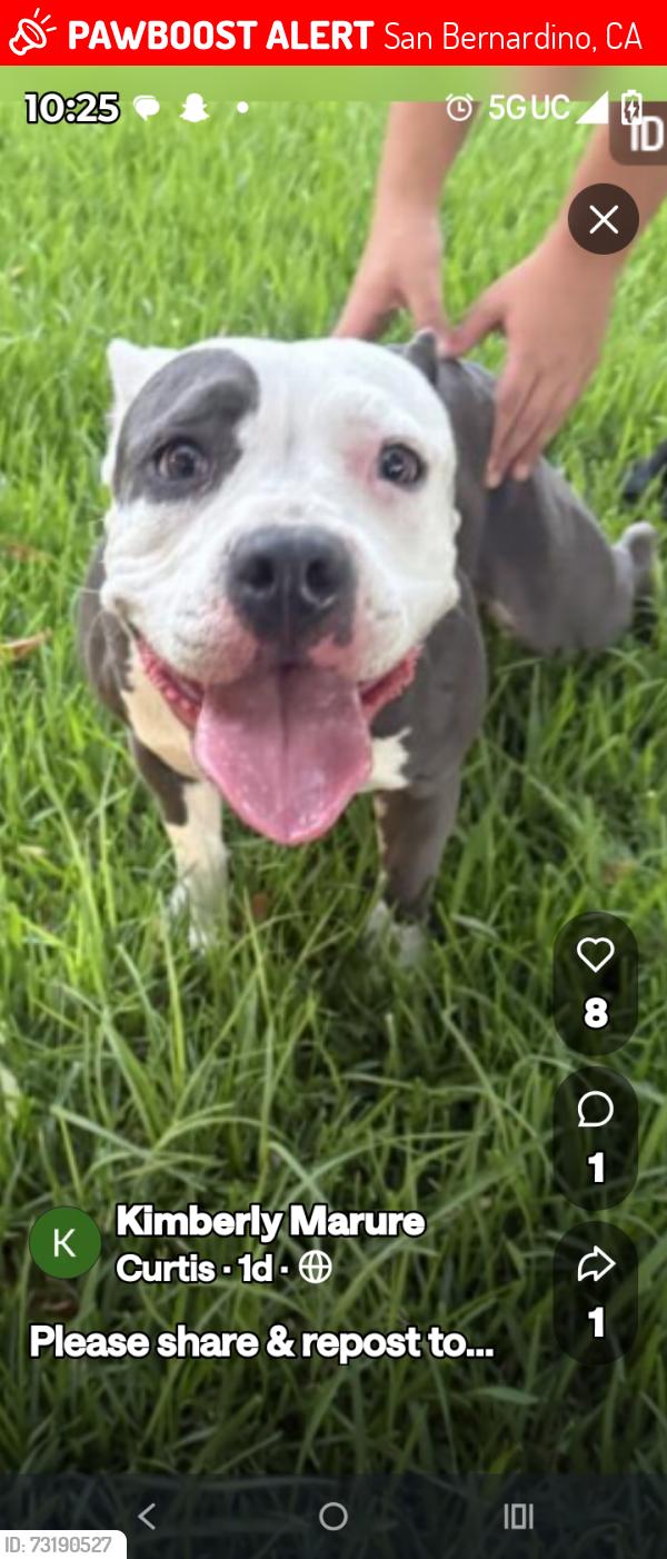 Lost Female Dog last seen 21st and pepper tree lane, San Bernardino, CA 92404