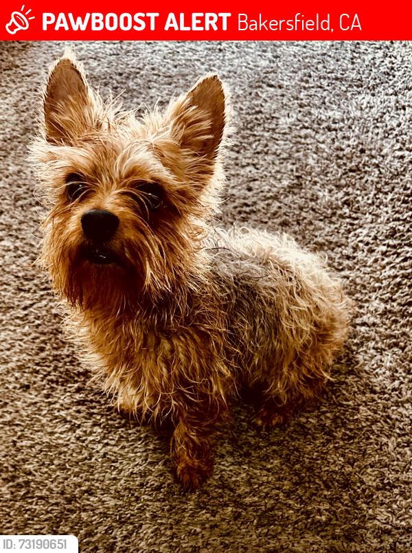Lost Male Dog last seen Starburst Ct, Wilson Rd / Spice Court, Bakersfield, CA 93309