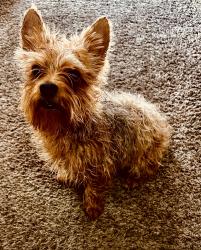 Lost Male Dog last seen Starburst Ct, Wilson Rd / Spice Court, Bakersfield, CA 93309
