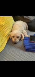 Reunited Male Dog last seen Division St, National City, CA 92113