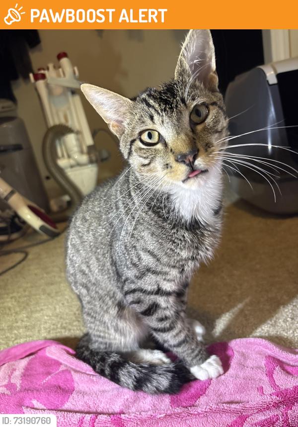 Found/Stray Male Cat last seen cartoyz, Egg Harbor Township, NJ 08234