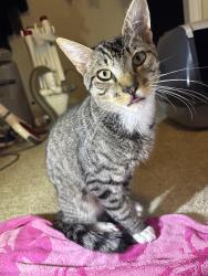 Found/Stray Male Cat last seen cartoyz, Egg Harbor Township, NJ 08234