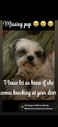 Reunited Female Dog last seen Freeman Dr, Menifee, CA 92584