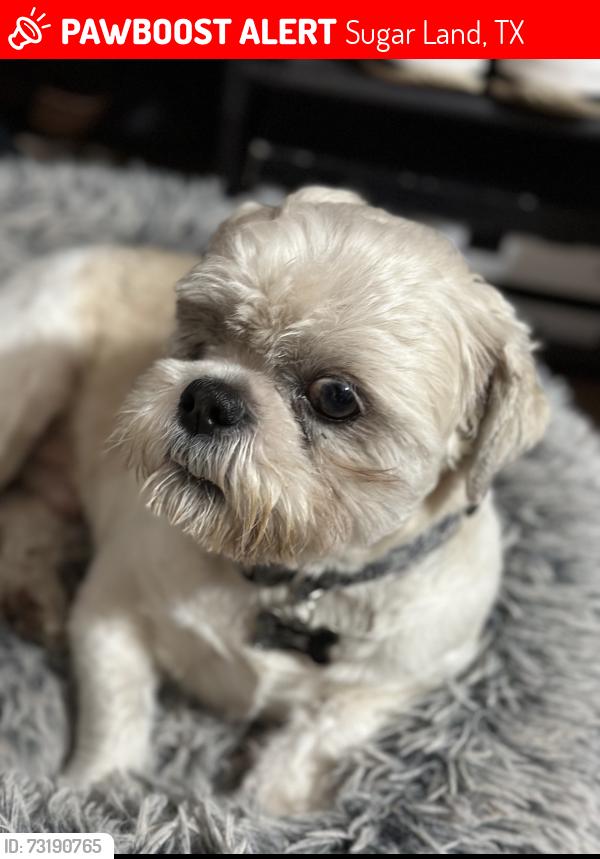 Lost Male Dog last seen Town west, Sugar Land, TX 77498