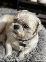Lost Male Dog last seen Town west, Sugar Land, TX 77498