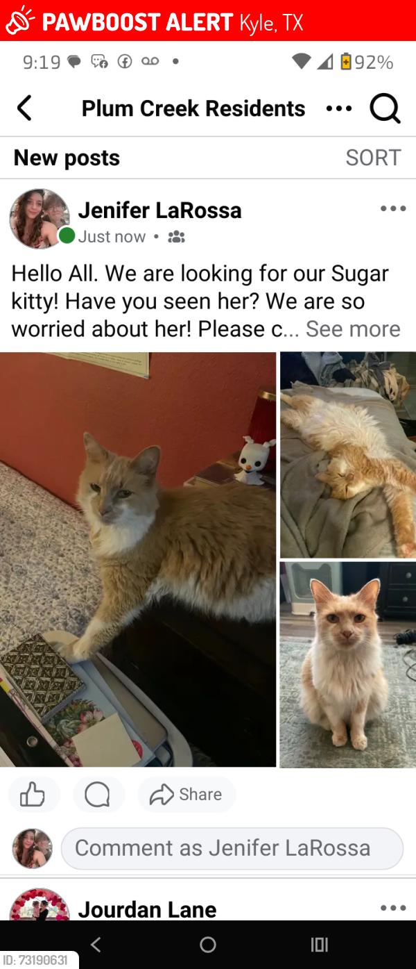 Lost Female Cat last seen Near McGarity and Fairway, Kyle, TX 78640