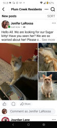 Lost Female Cat last seen Near McGarity and Fairway, Kyle, TX 78640