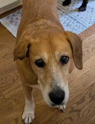 Reunited Female Dog last seen Tallwood and Carpenter Pond Rds, Raleigh, NC 27613