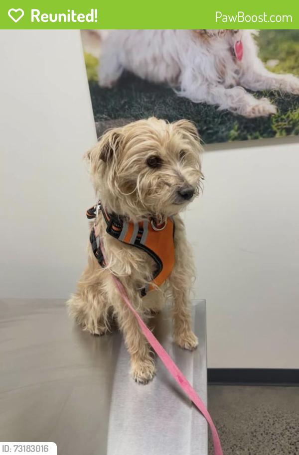 Reunited Female Dog last seen Magna, West Valley City, UT 84120