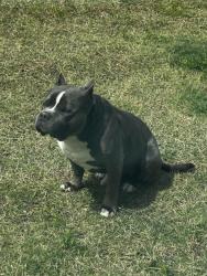 Reunited Male Dog last seen Sonoma Verde, Rockwall, TX 75032