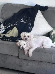 Lost Female Dog last seen near walgreens, Miami, FL 33137