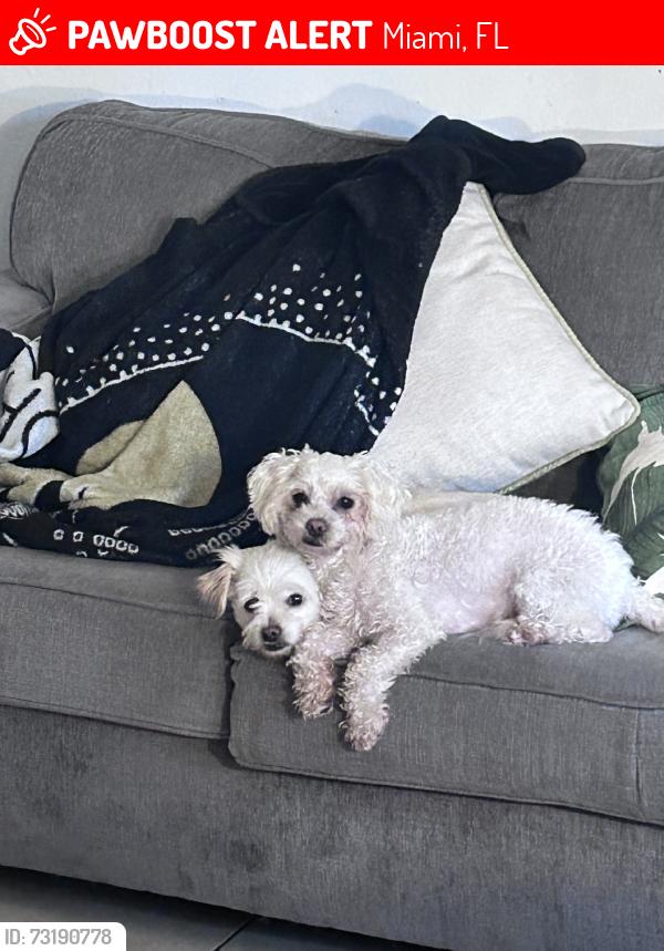 Lost Female Dog last seen near walgreens, Miami, FL 33137