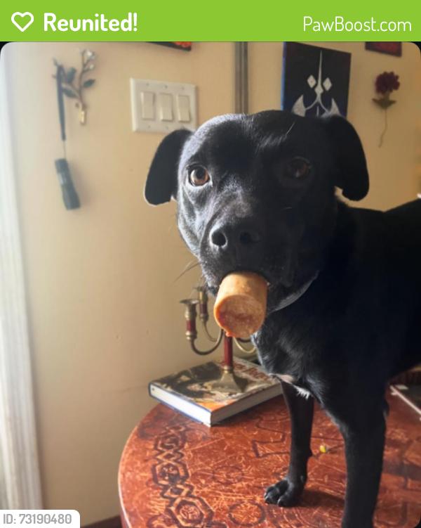 Reunited Male Dog last seen Silverbrook Drive and Benfield Woods, running back towards Oak Hill Drive, Morganton, NC 28655
