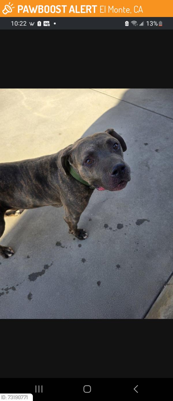 Found/Stray Male Dog last seen Arceo Park, El Monte, El Monte, CA 91733