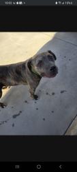 Found/Stray Male Dog last seen Arceo Park, El Monte, El Monte, CA 91733