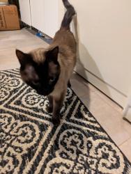 Reunited Male Cat last seen Taft Hill Road, Fort Collins, CO 80526