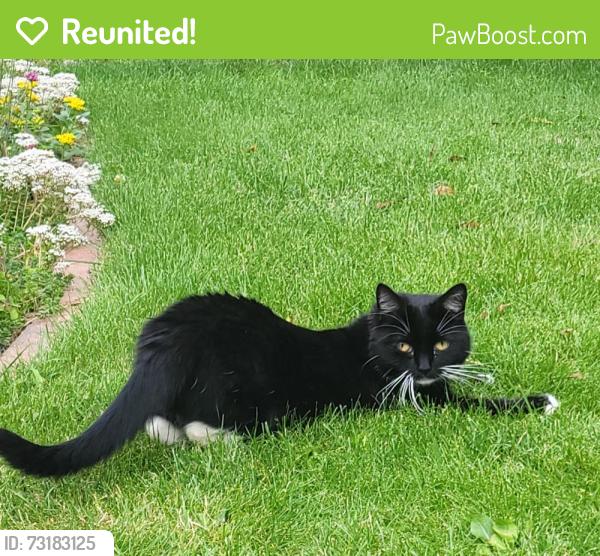 Reunited Female Cat last seen Nn56rg, West Northamptonshire, England NN5 6RG