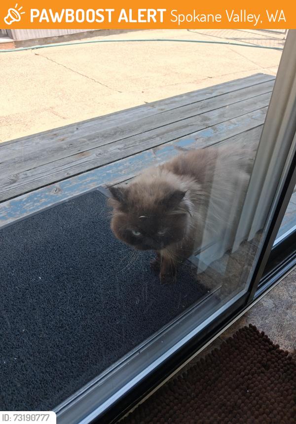 Found/Stray Unknown Cat last seen S pierce rd, Spokane Valley, WA 99206