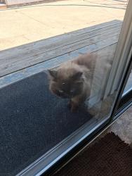 Found/Stray Unknown Cat last seen S pierce rd, Spokane Valley, WA 99206