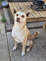 Lost Male Dog last seen Fallbrook stem academy school, Fallbrook, CA 92028