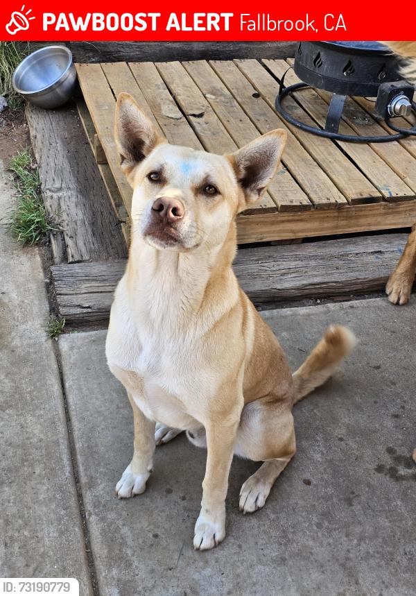 Lost Male Dog last seen Fallbrook stem academy school, Fallbrook, CA 92028
