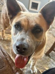Reunited Female Dog last seen Levee side of Taylor Rd, Bethel Island, CA 94511