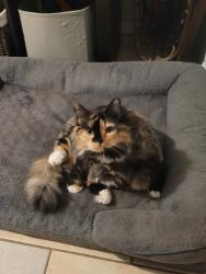 Reunited Female Cat last seen Antoine and hammerly, Houston, TX 77055
