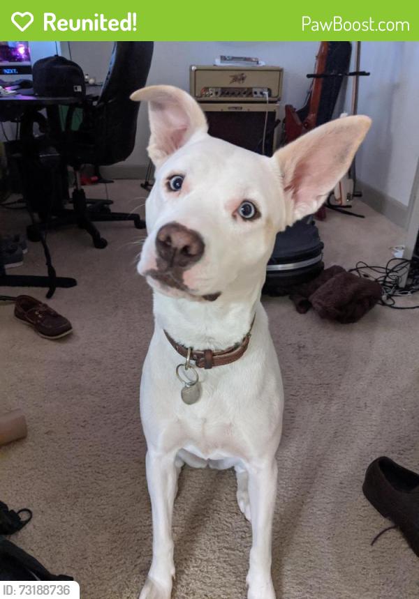 Reunited Female Dog last seen Ozark St & Tierwester Houston, Houston, TX 77021
