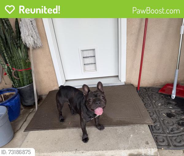 Reunited Male Dog last seen Near Holly Dr, Fontana, CA 92335, USA, Fontana, CA 92335