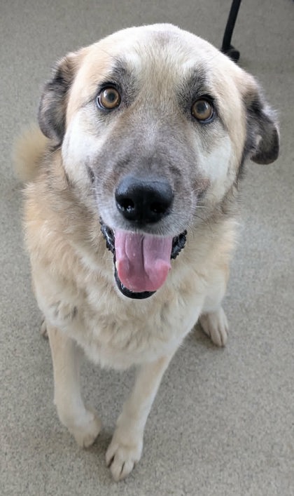 Shelter Stray Female Dog last seen Near Tiffany, 75149, TX, 1650 Gross Rd, Mesquite, TX 75149, USA