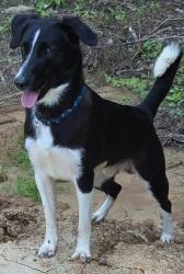 Lost Male Dog last seen Getwell y 240, Memphis, TN 38111