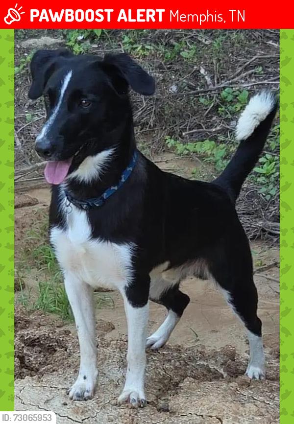 Lost Male Dog last seen Getwell y 240, Memphis, TN 38111