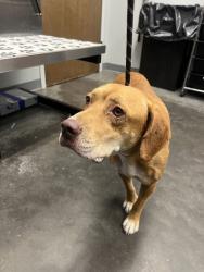 Shelter Stray Female Dog last seen Near University Drive, Berkeley County, SC, 2455 Remount Rd, North Charleston, SC 29406, USA