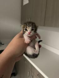 Shelter Stray Female Cat last seen 27th & Denver, KCMO, 64128, 64128, MO, 7077 Elmwood Ave, Kansas City, MO 64132, USA