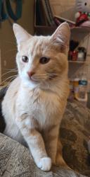Reunited Male Cat last seen loughborough, St. Louis, MO 63111